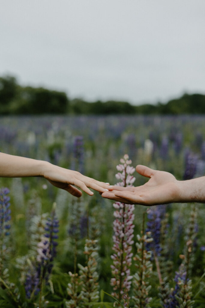 Close up holding hands engagement photo at Wild Lupine Fields in Maine.