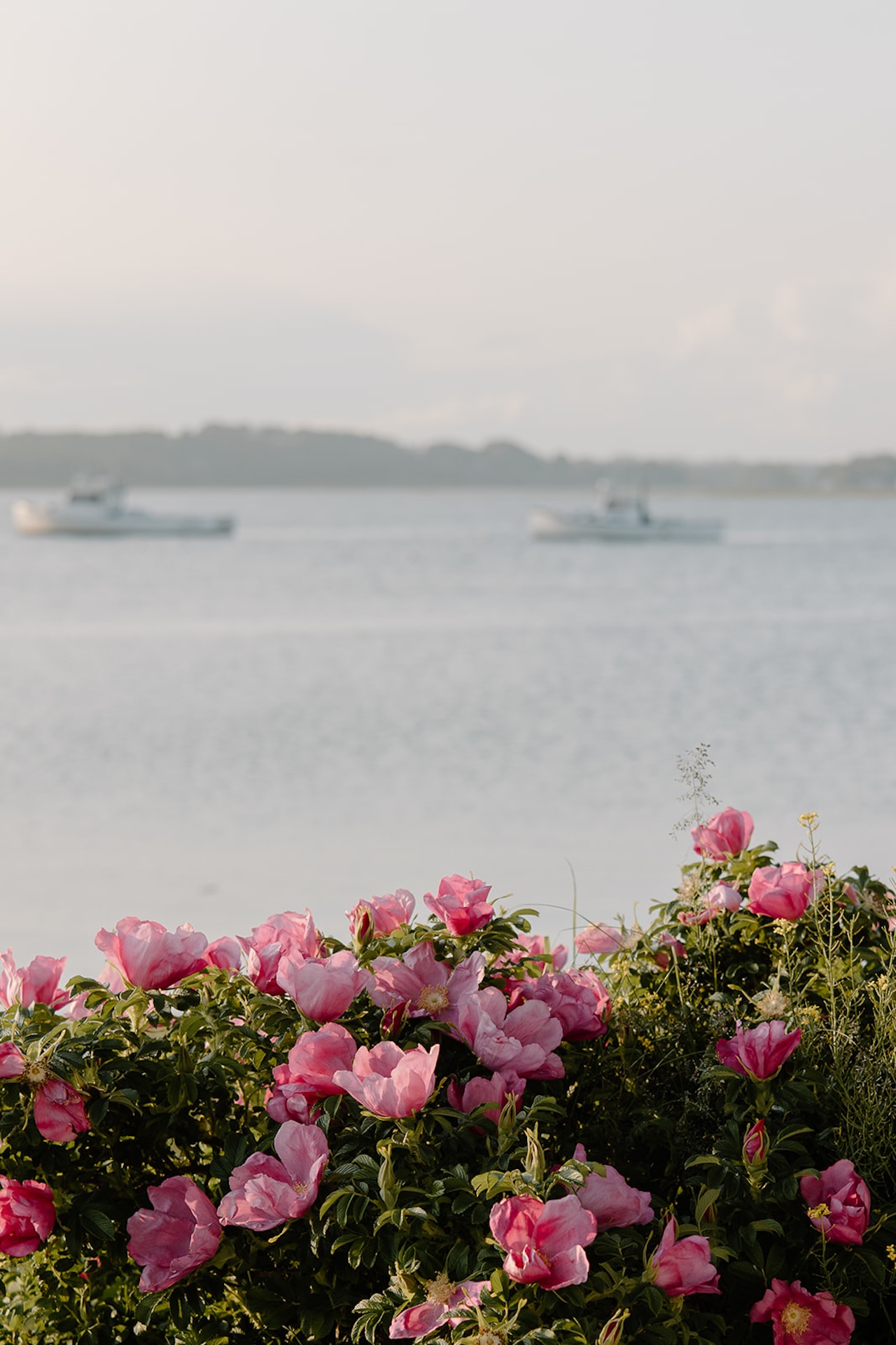Pink flowers blooming by the ocean with boats floating in the distance, a dreamy coastal backdrop for Destination Wedding Location Ideas.