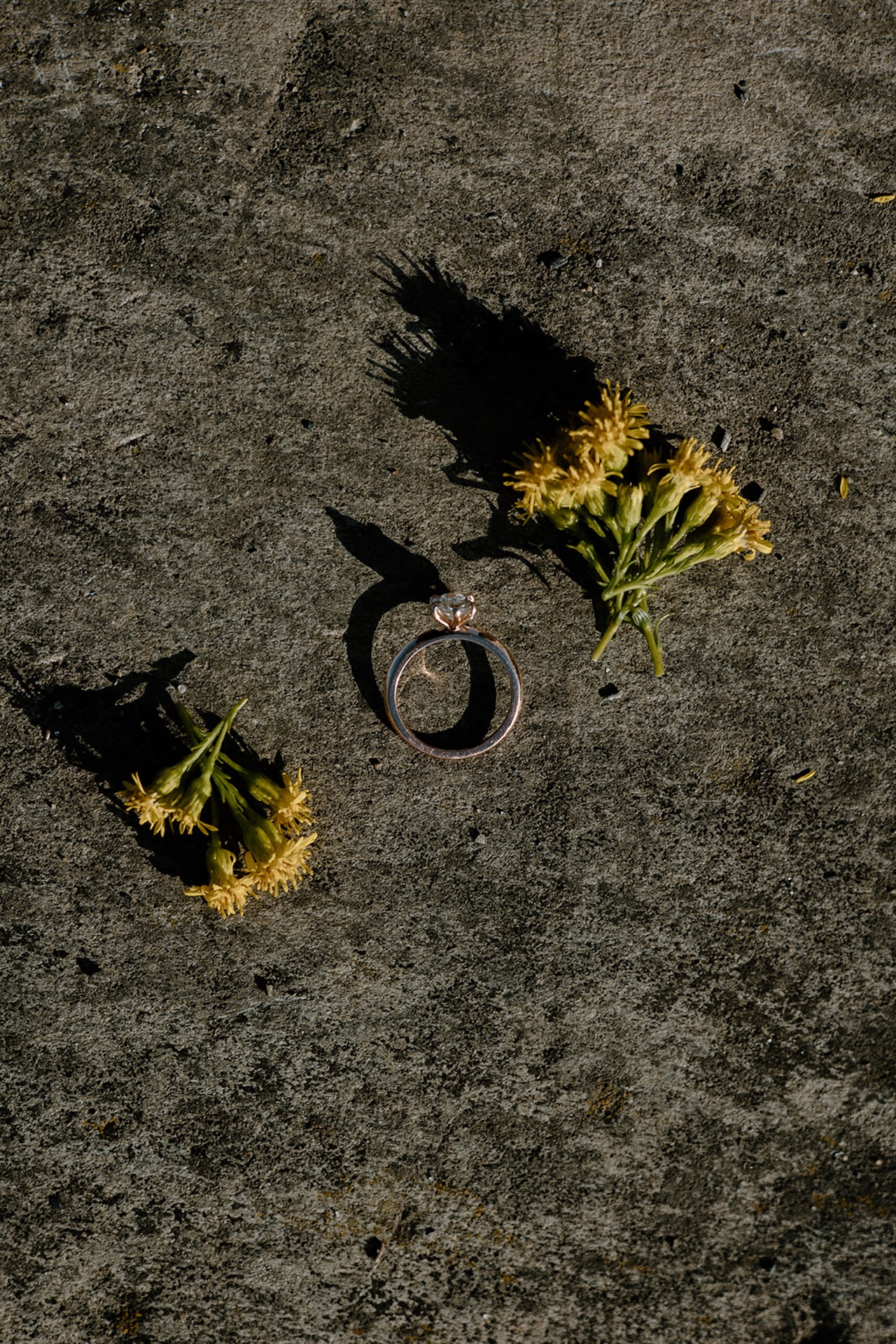 Engagement ring placed on the ground between two yellow wildflowers, sunlight casting gentle shadows.