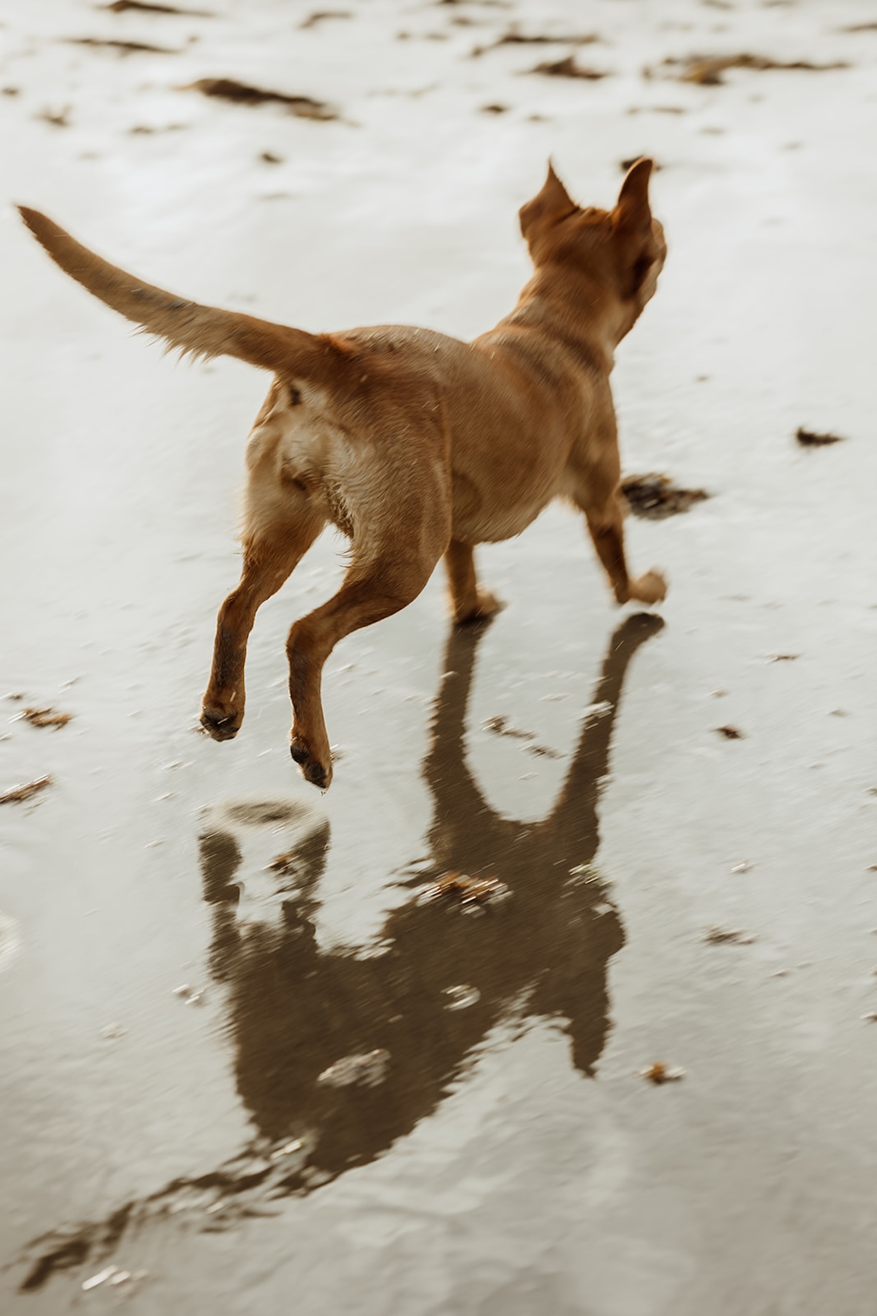 Candid photo of the couple dog running around on the beach.
