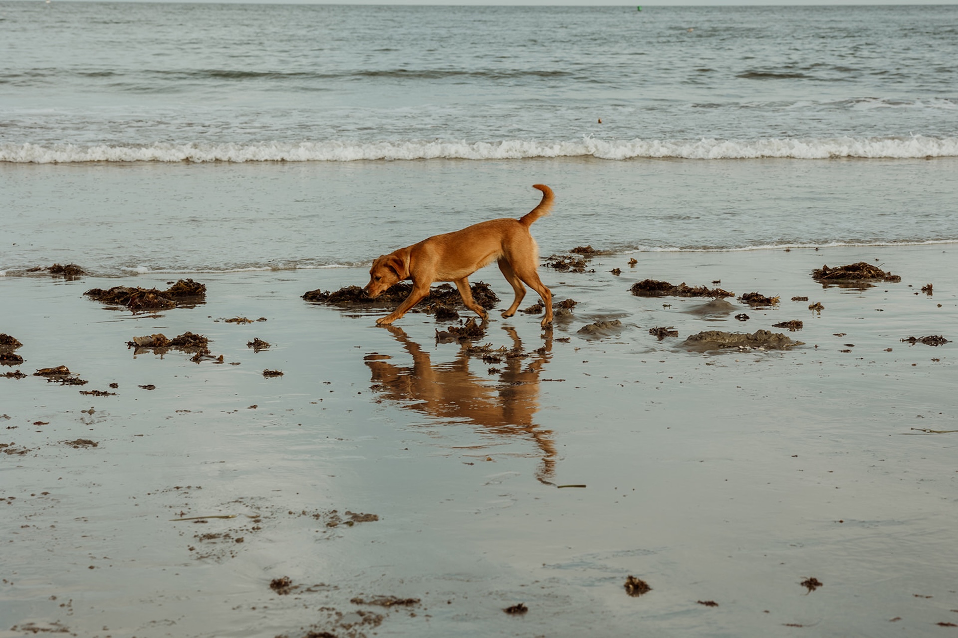 Candid photo of the couple dog running around on the beach.