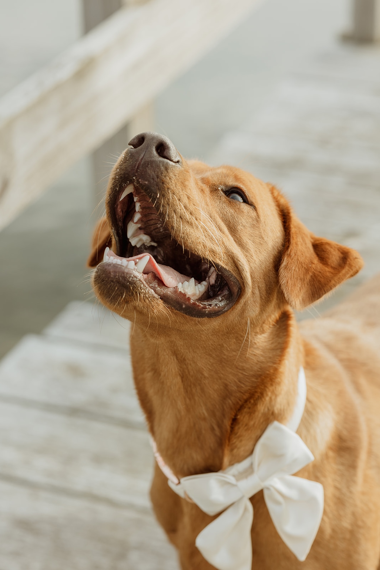 A candid photo of the couples dog looking up at it's owners while standing on the dock during their engagement shoot.