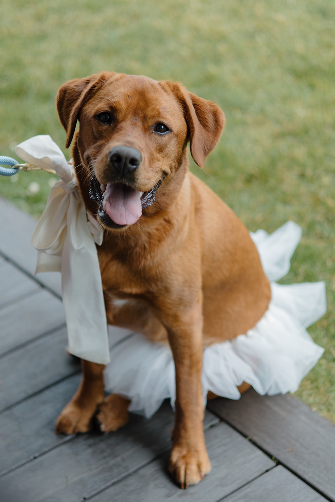 Wedding dog wearing a white tutu and bow sitting on a deck during the celebration.