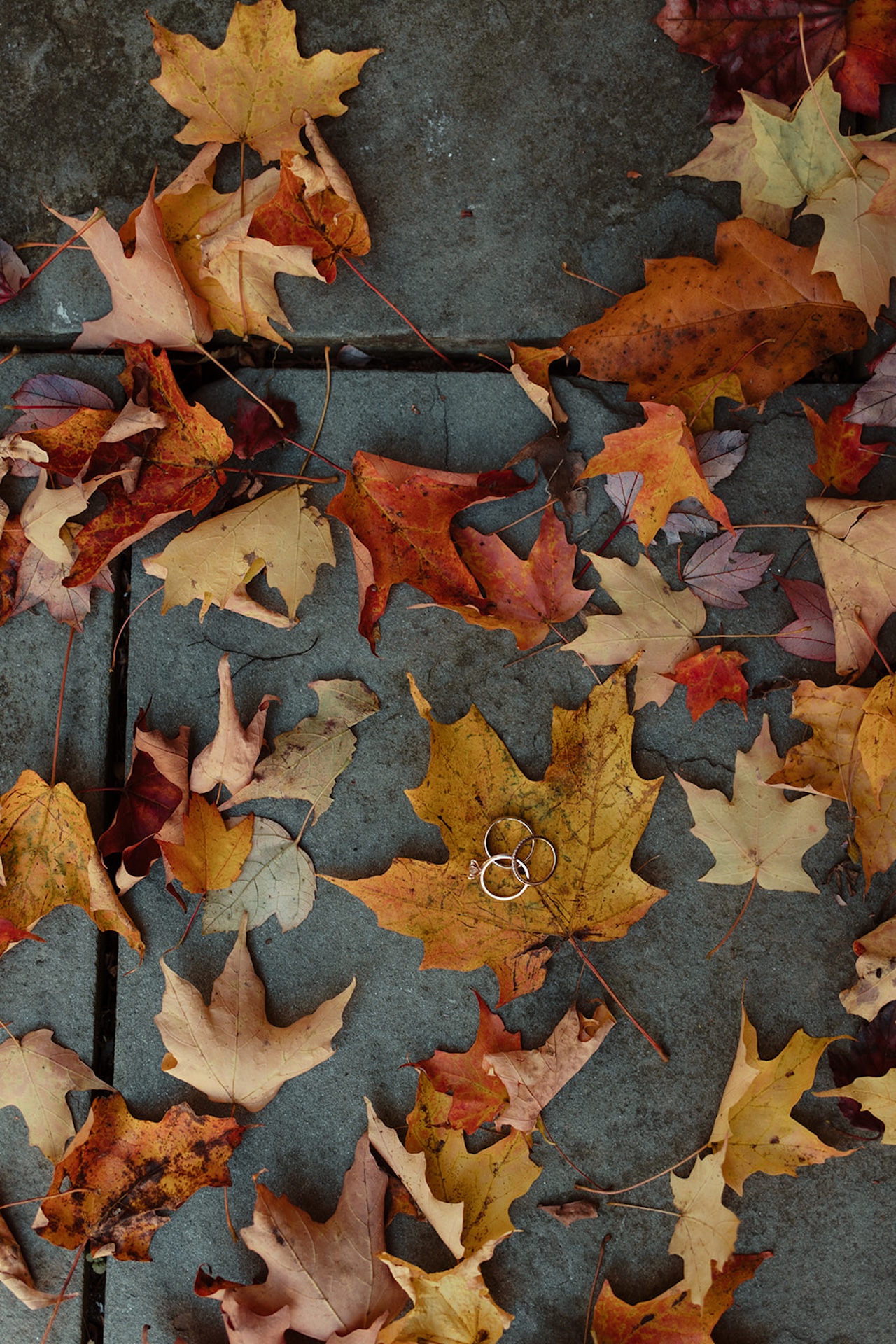 A detail photo of colorful fall leaves on a sidewalk, with the brides wedding ring laying on a leaf.