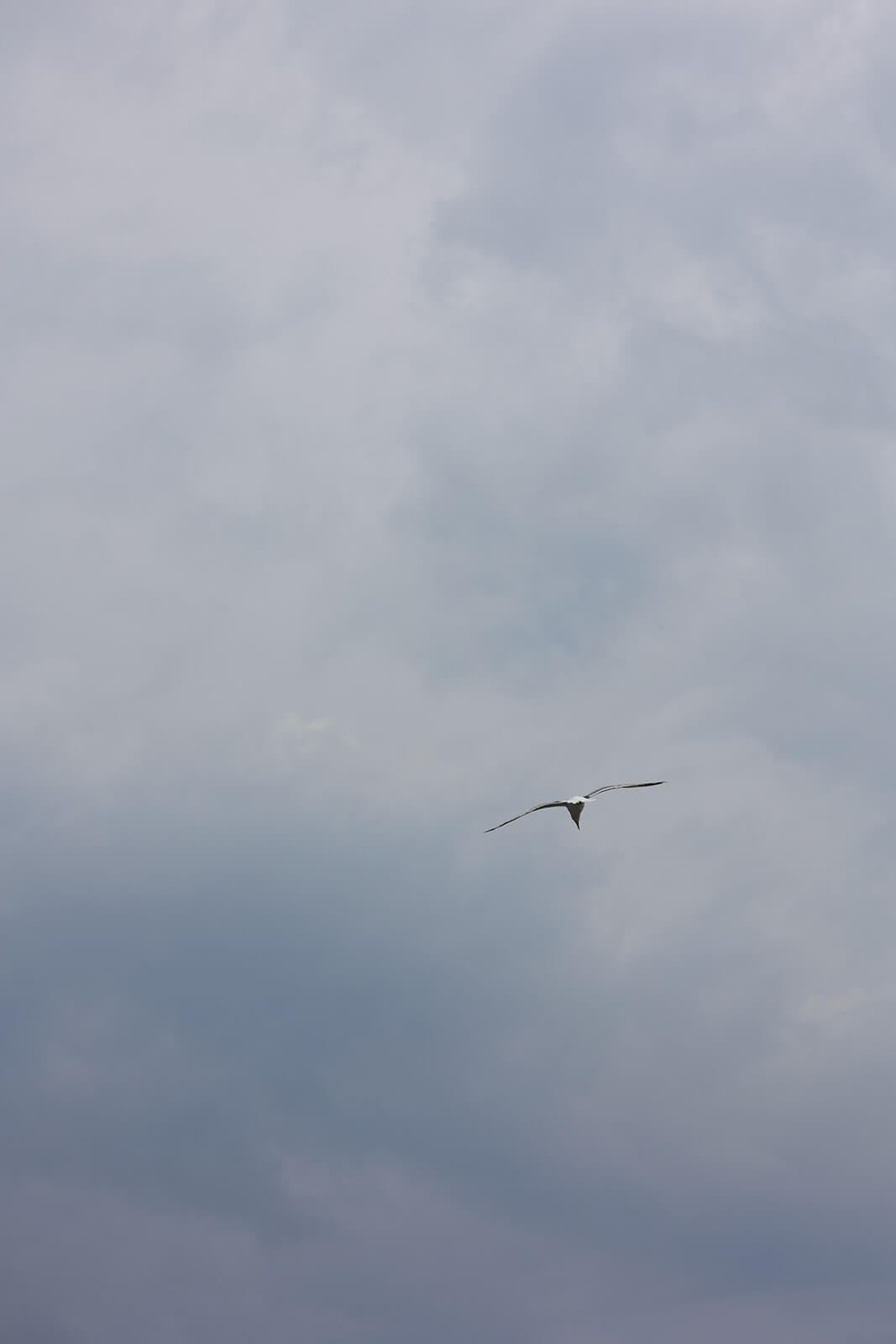 Seagull flying over the Maine coastline during a waterfront wedding weekend.