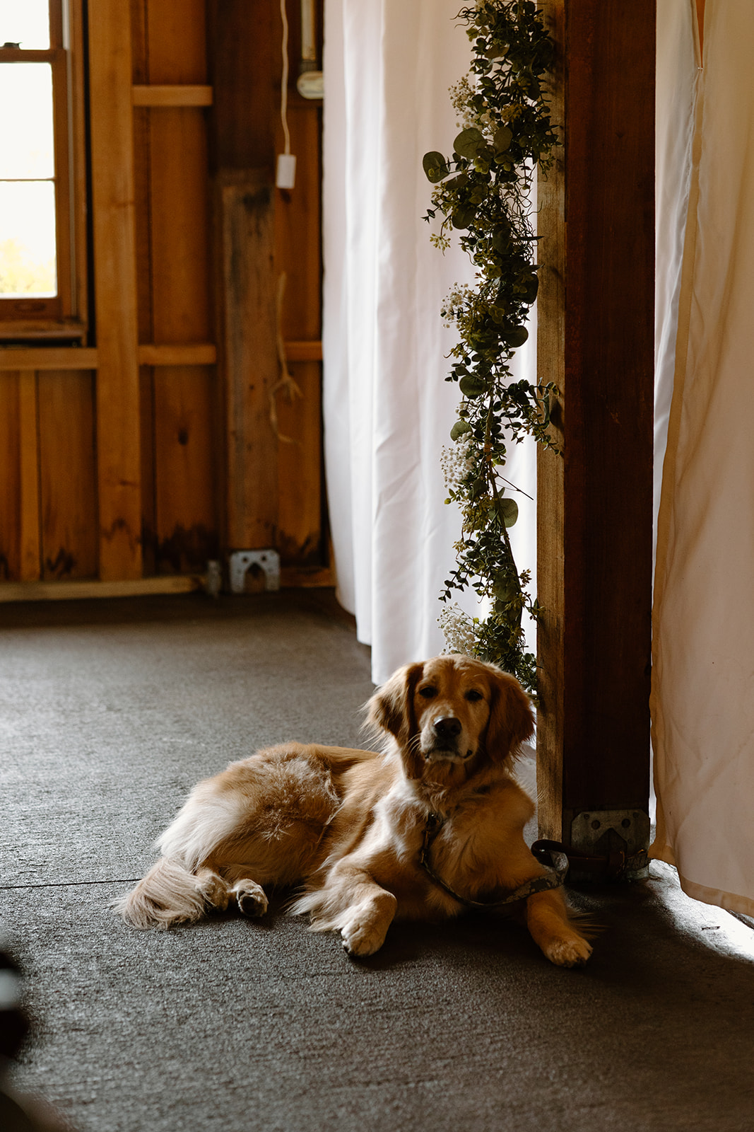 Golden retriever resting inside the rustic wedding barn near a doorway decorated with greenery.