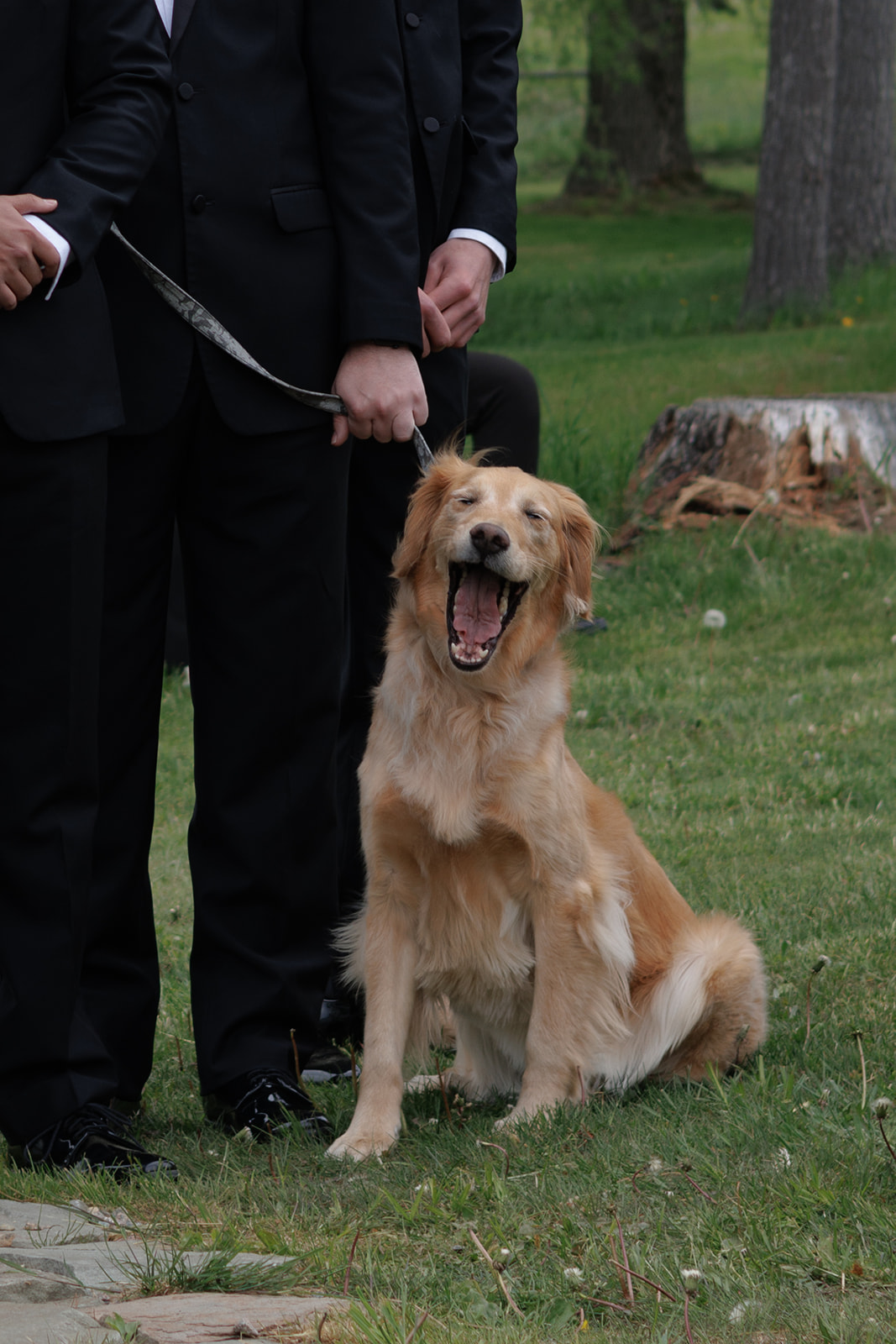 Golden retriever sitting beside a wedding guest in a black suit on the venue lawn.